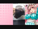 クリスのハムスターの日常。49