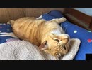 クネクネしながら噛んでくる凶暴猫