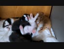 猫の赤ちゃん姉弟対決 / 意外な結末