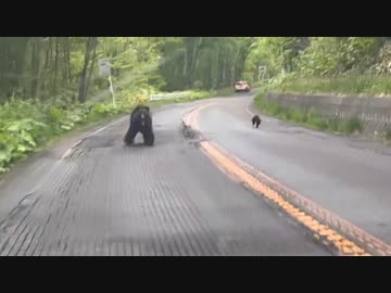 ホモと見るクマに追いかけられる観光客