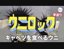 キャベツを食べるウニロック