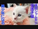 病弱シャムキジ子猫、美少年の片鱗を見せつける