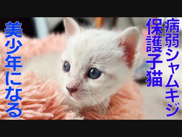 病弱シャムキジ子猫、美少年の片鱗を見せつける