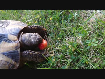 お知らせとリクガメの食事【昔の動画非表示化】