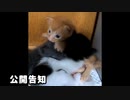 空中を泳ぐ子猫たち ☆本編では或ることをキッカケに子猫たちの喧嘩が終わります(^.^)