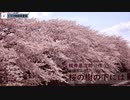 【朗読】梶井基次郎作　桜の樹の下には【青空文庫】