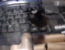 カブト虫♂