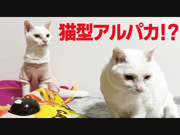 【謎】ウチューネコ、首が伸びてアルパカになる