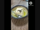 玉子豆腐にいそ松葉あうよ子供の子供はかわいいものだたまご豆腐違っ　た孫とウフ