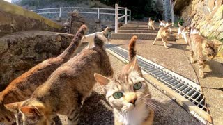 オレ「そろそろ次の集会に行きます」猫たち「付いていくニャン」