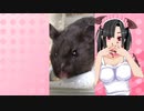 メイメイのハムスターの日常。58