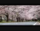 2023下北山村の2日分の桜