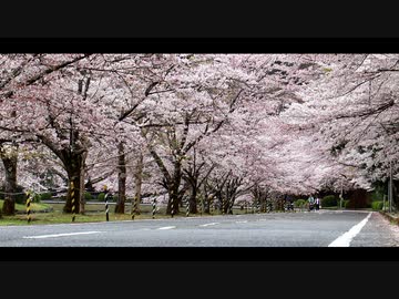 2023下北山村の2日分の桜