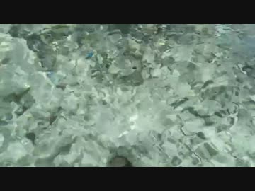 沖縄瀬底リゾート　海の中
