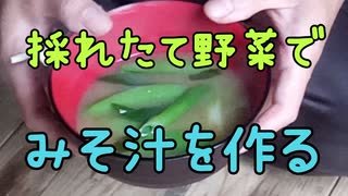 採れたて野菜で味噌汁を作って食べる