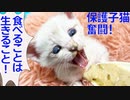 病弱シャムキジ子猫、小さく大きな一歩を踏みしめる