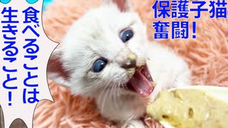 病弱シャムキジ子猫、小さく大きな一歩を踏みしめる