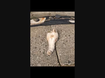 ホモと見る壁尻