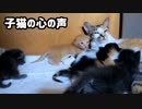 【貴重映像】どうやら兄子猫は、妹子猫に母乳を譲ったみたい