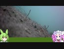 【のんびり】知多半島釣行3【水中映像】