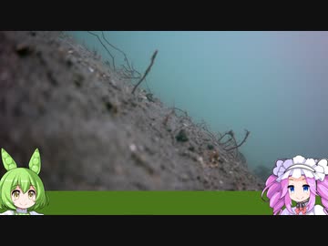 【のんびり】知多半島釣行3【水中映像】