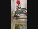 オカメインコのぴよちゃん、ごはんをたべる