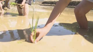 沼にはまって泥んこに－小学生が農家に学び“田植え”「食への感謝」