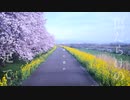 残櫻/feat.初音ミク