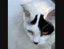 猫を撮影した