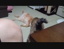 拾いねこ＠生後3975/3942日目　急に立ち上がって食べ始めるアコさん。