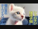 病弱シャムキジ子猫、両目の宝石が輝き出す