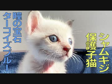 病弱シャムキジ子猫、両目の宝石が輝き出す