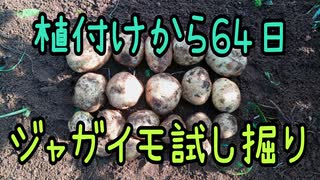 植付け64日のじゃがいも試し掘り