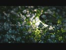 ネモフィラ/VY1