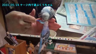 セキセイインコの空(くう) 放鳥中の出来事とケージ内で遊ぶ様子 20230524