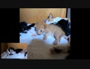 お兄ちゃんマジすごいって尊敬している妹子猫