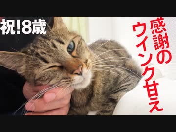 国民的次男坊猫、独り立ちして渾身のウインク甘え