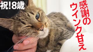 国民的次男坊猫、独り立ちして渾身のウインク甘え