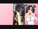メイメイのハムスターの日常。61