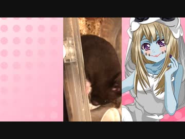 ゾンビーナのハムスターの日常。87