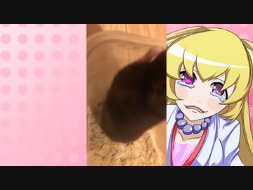 ヒヨリちゃんのハムスターの日常。54