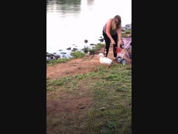 ホモと見る自然に還された途端洗礼を受けるペット