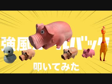 【ブタのおもちゃで】ゆこぴ - 強風オールバック feat.歌愛ユキ【叩いてみた】