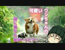 ❶世界最古の犬…泣かない犬…特殊な血液を持つ犬…２億の犬…なんと…眼球にはタペタム…が…。ワンちゃんの雑学・前編です！