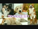 ❷古来より続く…犬と人間との深い関係…余りにも巨大過ぎ…人を超える始める犬…犬大国とは…もはやそれは第六感と言うべきでは…