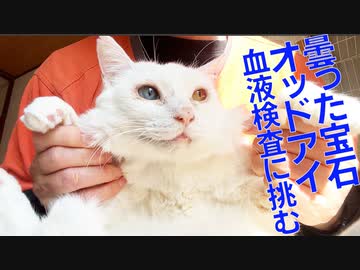 輝きを取り戻した宝石、運命の血液検査