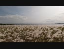 かすみがうらうら#9しっぽの海と草刈り場