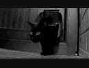 ホントにツイてない…【野良猫】