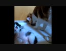 【しゃべる猫】股間が腫れちゃった