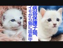 病弱シャムキジ保護子猫、イモから猫へ進化中